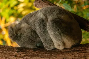 Рекордсмены по отдыху: 5 животных, которые спят дольше всех в мире Рекордсмены по отдыху: 5 животных, которые спят дольше всех в мире