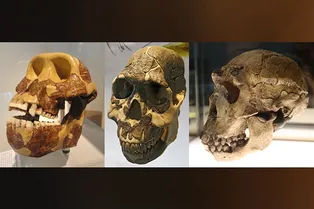 Древние люди 700 000 лет глотали зерна, пока не научились их разжевывать Древние люди 700 000 лет глотали зерна, пока не научились их разжевывать