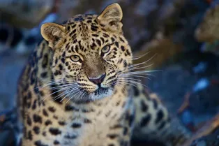 ИИ-ассистент поможет сохранить популяцию дальневосточного леопарда ИИ-ассистент поможет сохранить популяцию дальневосточного леопарда