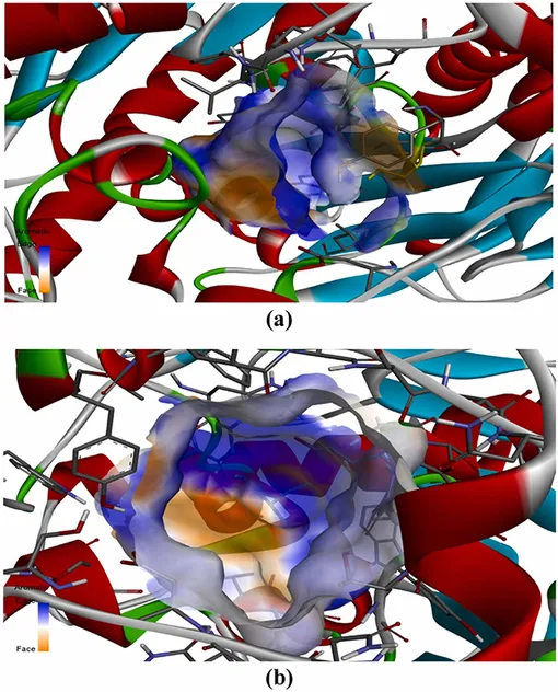 С помощью структурных моделей молекул ученые проанализировали, насколько эффективно соединения алоэ вера взаимодействуют с участками связывания ацетилхолинэстеразы (сверху) и бутирилхолинэстеразы (снизу)