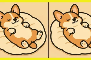 Корги на лежанке: сможете найти 3 отличия между милыми картинками?