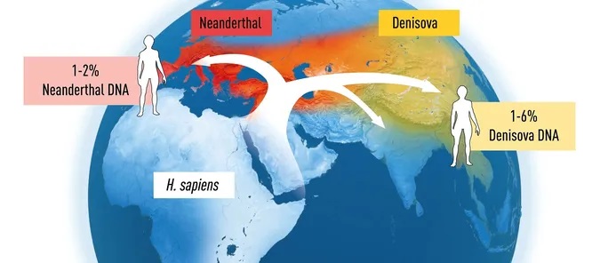 Homo sapiens'in dağılması ve Neandertallerle melezlenmesi