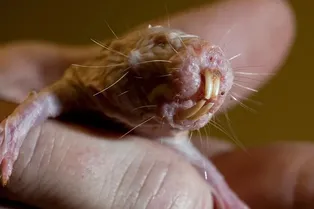 Голые землекопы перевернули механизм старения: белок-убийца стал защитником ДНК