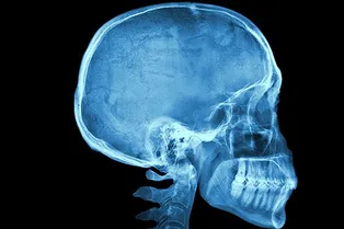 Золотое сечение черепа человека: случайность или эволюция