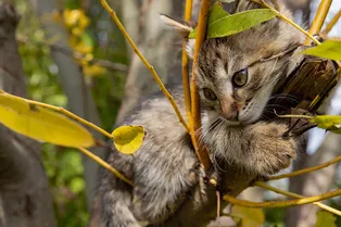 Почему кошки легко залезают на деревья, но не могут спуститься с них самостоятельно? Почему кошки легко залезают на деревья, но не могут спуститься с них самостоятельно?
