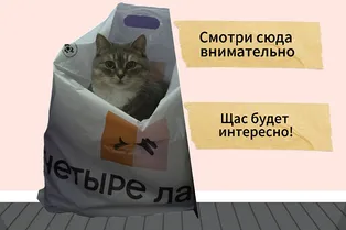 Самые смешные мемы с котами: 30 лучших картинок на все случаи жизни для поднятия настроения Самые смешные мемы с котами: 30 лучших картинок на все случаи жизни для поднятия настроения
