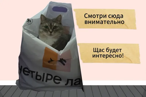 Самые смешные мемы с котами: 30 лучших картинок на все случаи жизни для поднятия настроения