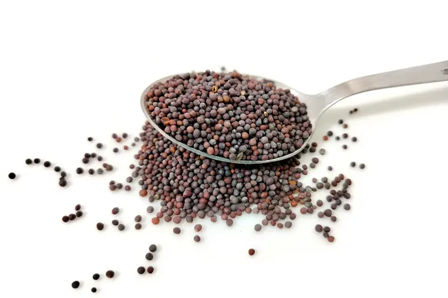 Дижонская и столовая горчица: в чем отличие