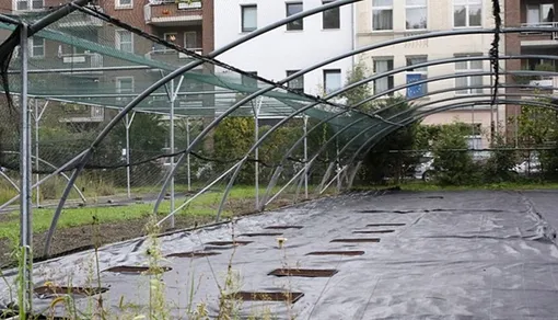 Некоторые участки были засажены в городах, например, эта группа из 12 участков рядом с жилыми домами в Кёльне, Германия.