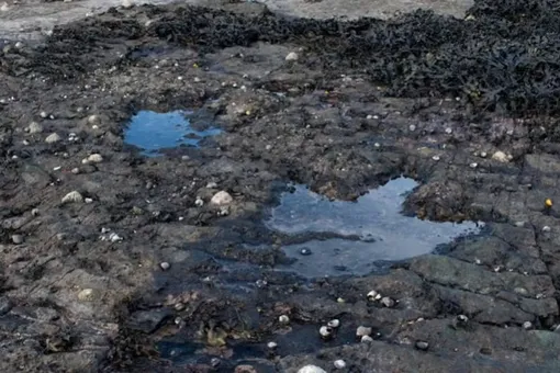 Пара следов теропода среднего юрского периода на острове Скай в Шотландии.