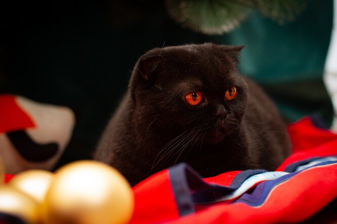 Что коты ненавидят больше всего? Кошатники, вы точно этого не знали, а надо бы!