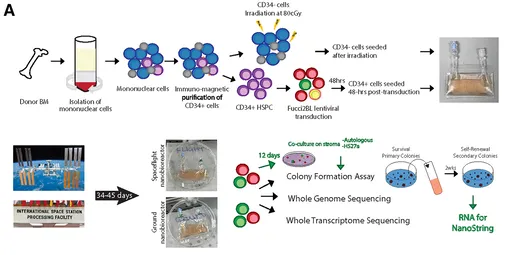 изменения стволовых клеток в космосе изменения стволовых клеток в космосе