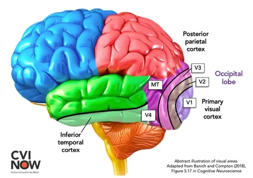 Зоны зрительного кортекса V1, V2, V3, V4 и MT — все они задействованы в сохранении карт тела и связаны с сенсорной системой тела.