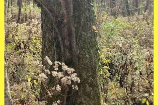Это почти невозможно: найдите на снимке скрывшуюся белку
