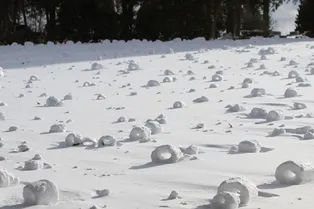 Откуда в пустошах сотни «снежных пончиков» и кто их лепит Откуда в пустошах сотни «снежных пончиков» и кто их лепит