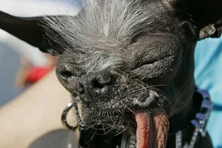 Животные, не способные жить: жертвы селекции