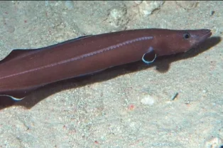 Магнитный GPS у живых организмов появился уже 97 миллионов лет назад