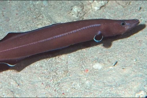 Магнитный GPS у живых организмов появился уже 97 миллионов лет назад Магнитный GPS у живых организмов появился уже 97 миллионов лет назад