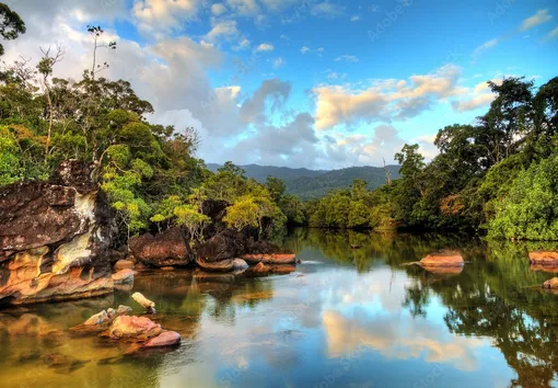 Мадагаскар остров фото как выглядит джунгли леса мадагаскара