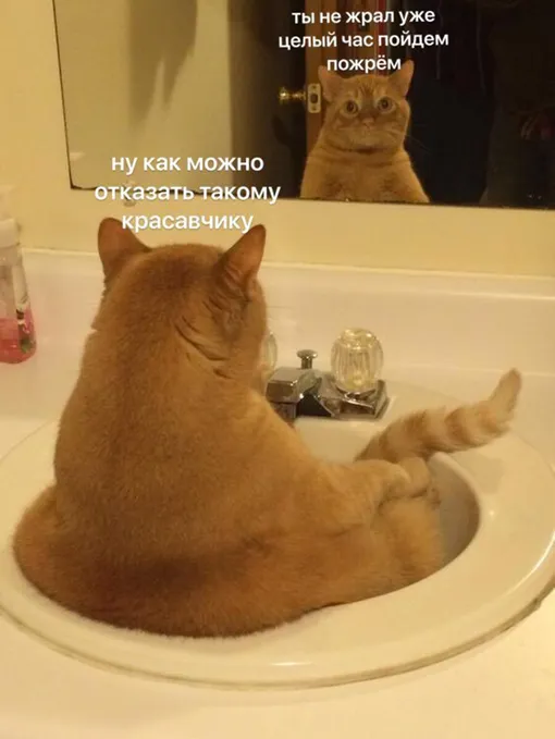 Кот