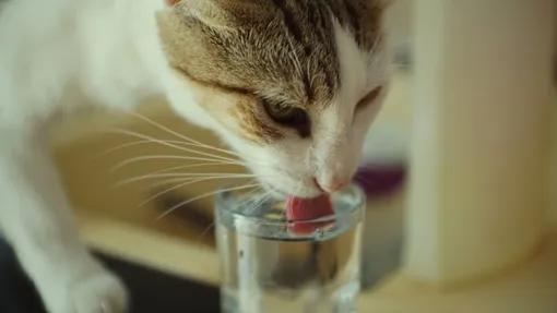 кошка пьет