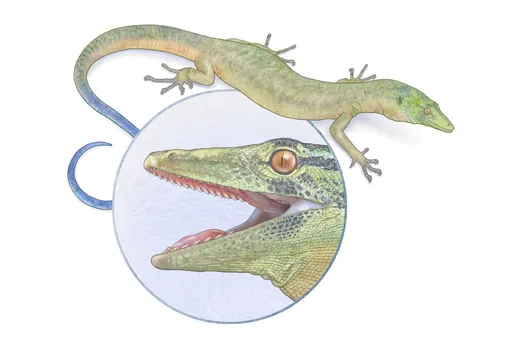 Breugnathair elgolensis