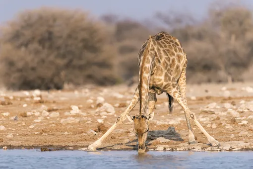 Почему у жирафа такие длинные ноги: ученые только сейчас нашли ответ