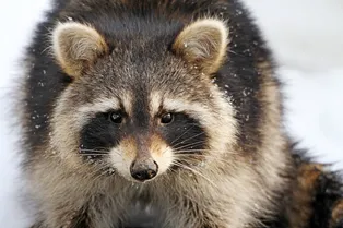 Как фотографировать природу зимой? Вот как сделать хорошие снимки!