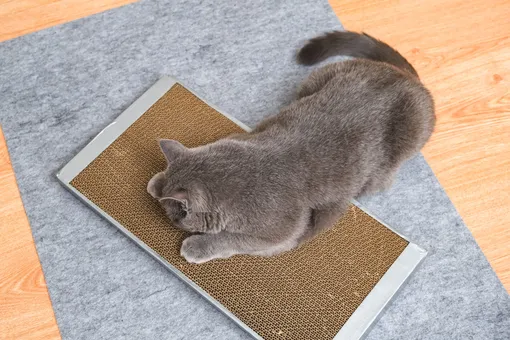 Кошачья когтеточка из картона Кошачья когтеточка из картона