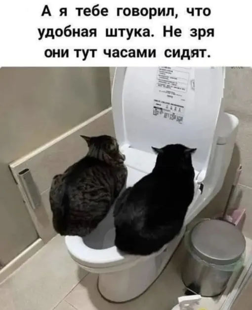 кошки