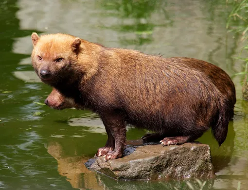 Кустарниковая собака (буш-дог)