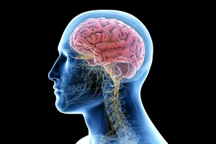 Ученые обнаружили главный «центр очистки» тканей нервной системы Ученые обнаружили главный «центр очистки» тканей нервной системы