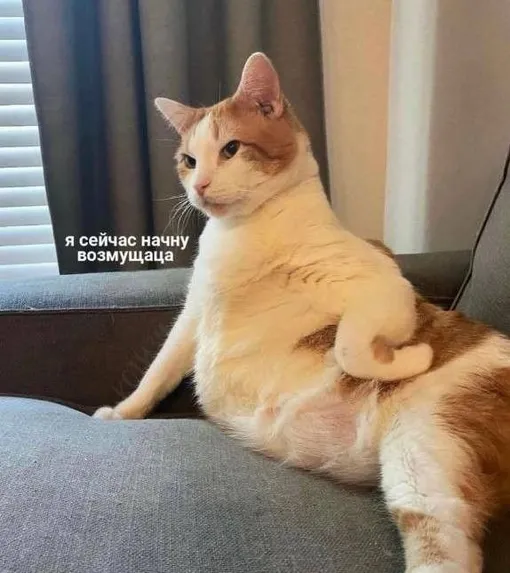 Кот