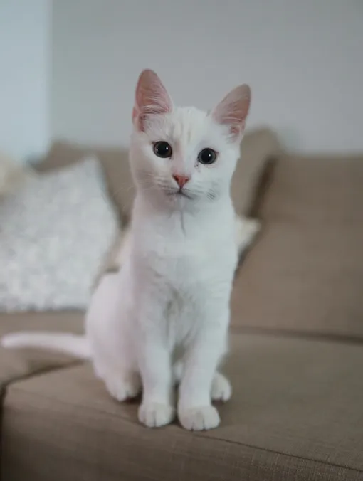 белый кот сидит белый кот сидит