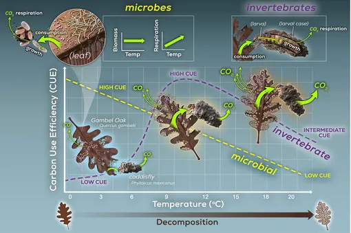 Концептуальные взаимосвязи между температурой водотока и эффективностью использования углерода (CUE) у микроорганизмов и беспозвоночных, обитающих на разлагающейся листве.
