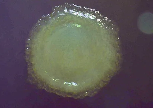 Один из 26 новых видов бактерий, обнаруженных микробиологами-исследователями ERDC-CRREL в вечной мерзлоте возрастом около 40 000 лет в исследовательском центре Permafrost Tunnel Research Facility в Фоксе, Аляска.