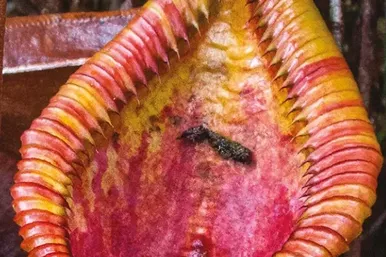 Плотоядные растения-кувшинки эволюционировали в «живые унитазы» и охотно поедают экскременты