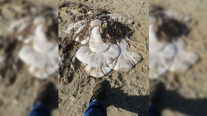 gizemli et parçası