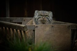 Оказалось, что на Эвересте живут манулы