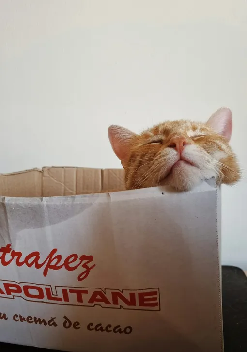 Рыжий кот в пакете