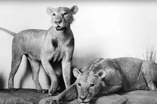 Человек тигру не друг! Узнайте историю львов-людоедов из Цаво