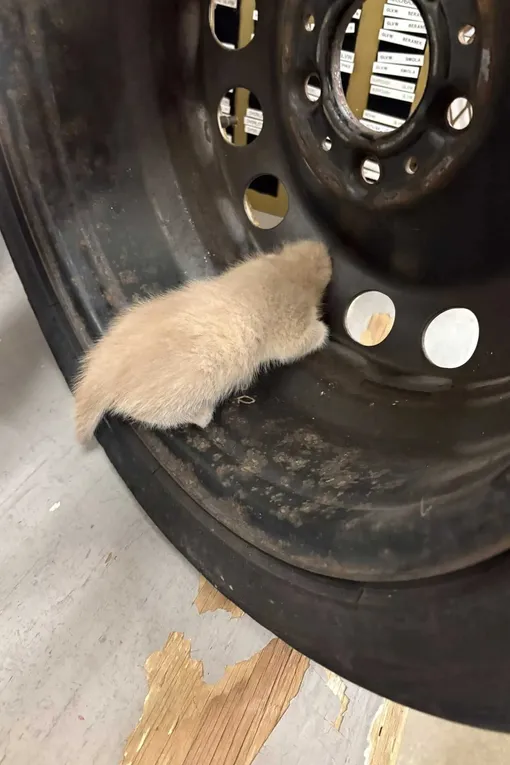 котенок в колесе