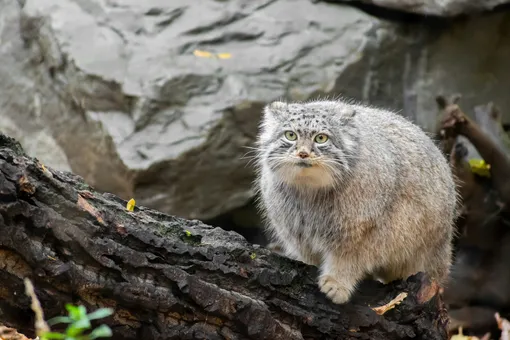 манул