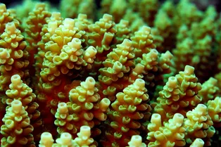 Хламидия на море: в Большом барьерном рифе нашли родственника возбудителя хламидиоза Хламидия на море: в Большом барьерном рифе нашли родственника возбудителя хламидиоза