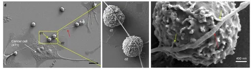 Туннельные межклеточные нанотрубки. Туннельные межклеточные нанотрубки.