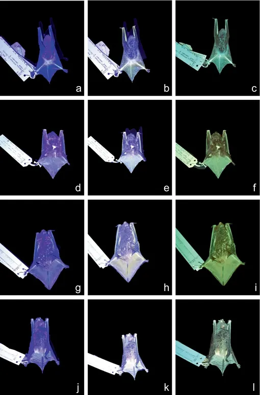 Светящиеся летучие мыши