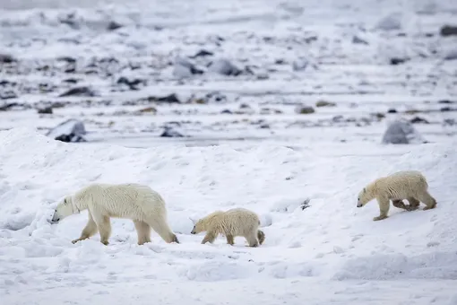 белый медведь