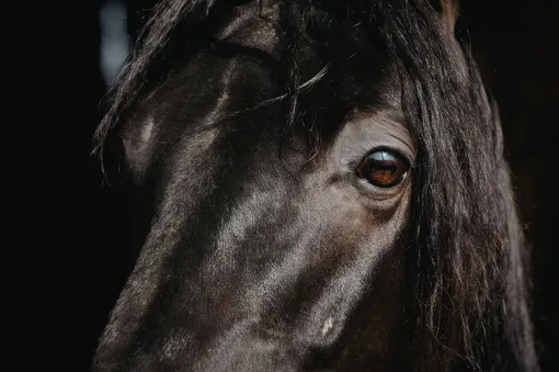 Глаз черного коня Глаз черного коня