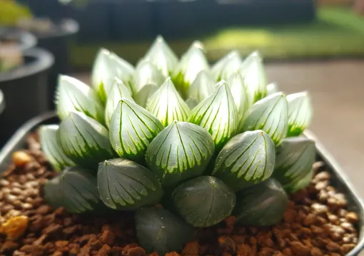 Хавортия Купера называется так в честь английского коллекционера растений Томаса Купера. Он-то и привез этот вид из Южной Африки в 19 веке Хавортия Купера