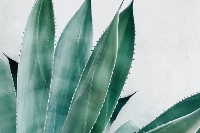 Лекарь-столетник или алоэ вера: как использовать гель растения для поддержания красоты и здоровья